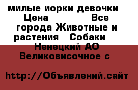 милые иорки девочки › Цена ­ 15 000 - Все города Животные и растения » Собаки   . Ненецкий АО,Великовисочное с.